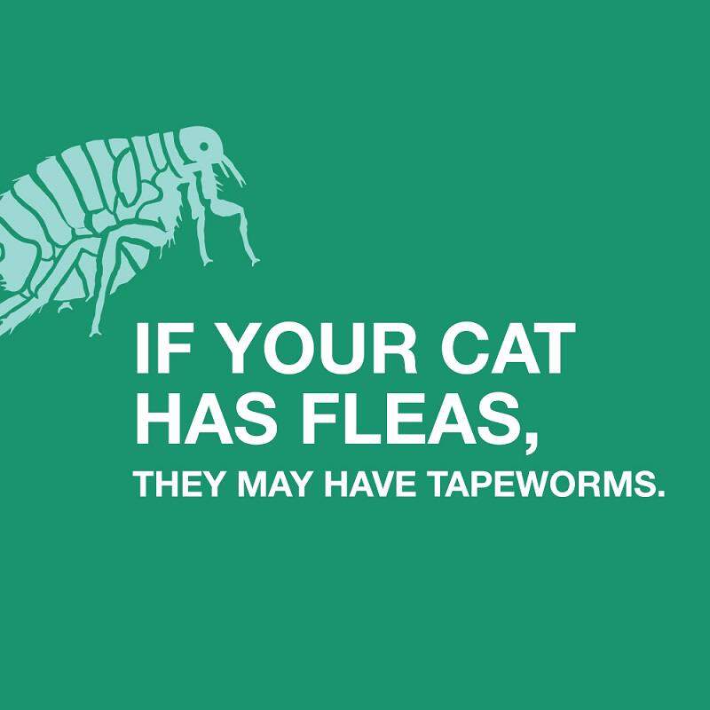 Elanco Tapeworm Dewormer (Praziquantel) for Cats, 3 Tablets