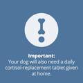 Zycortal Suspension for Dogs, 25 mg/ml, 4 ml Vial