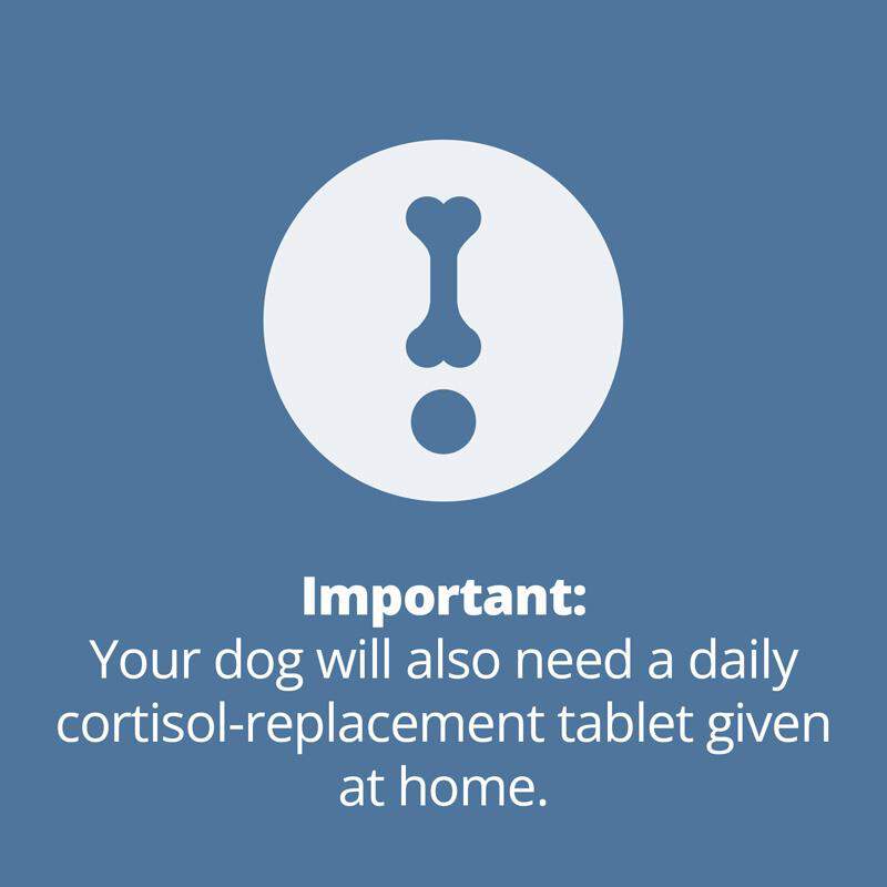 Zycortal Suspension for Dogs, 25 mg/ml, 4 ml Vial