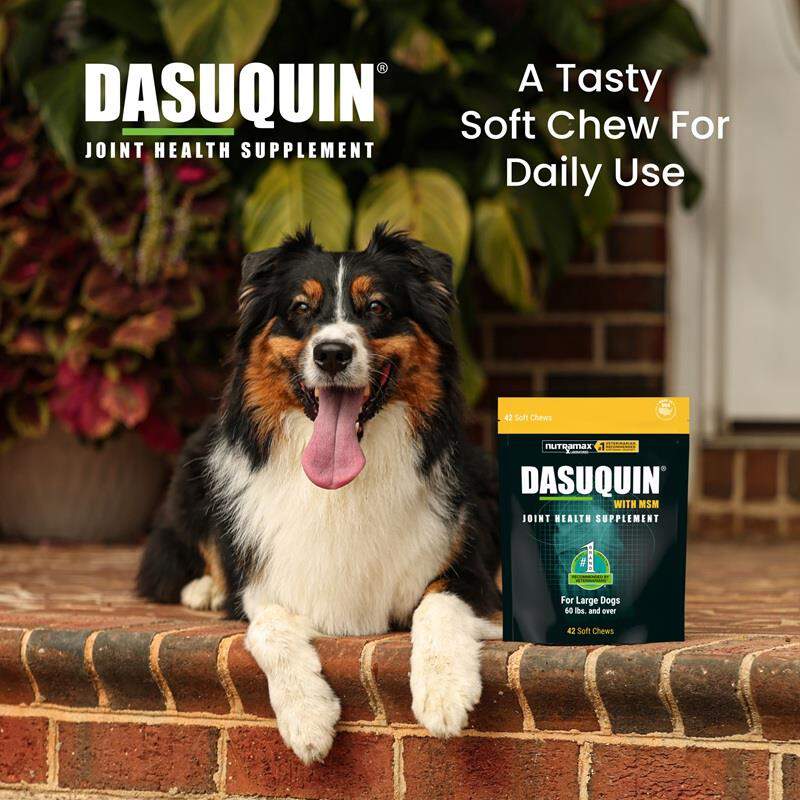 Dasuquin with MSM Soft Chews