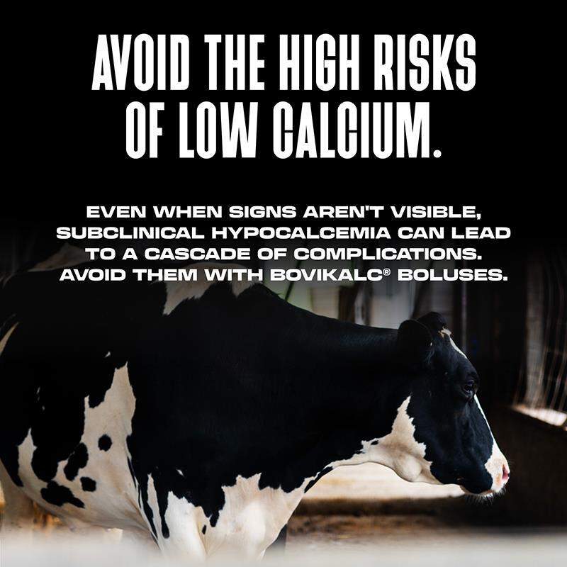 Bovikalc Oral Calcium Boluses for Fresh Dairy Cows