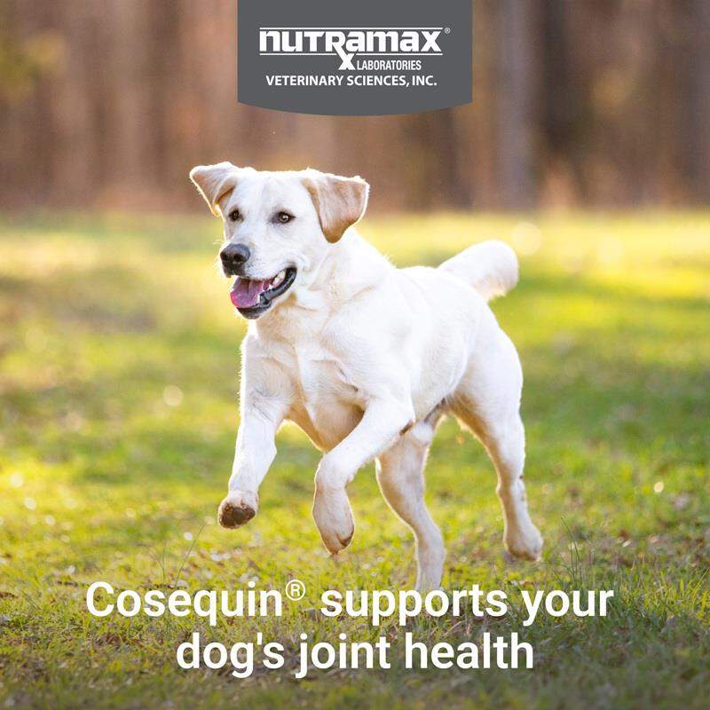 Cosequin Maximum Strength Plus MSM & HA for Dogs, 150 Chew Tabs