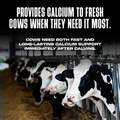 Bovikalc Oral Calcium Boluses for Fresh Dairy Cows