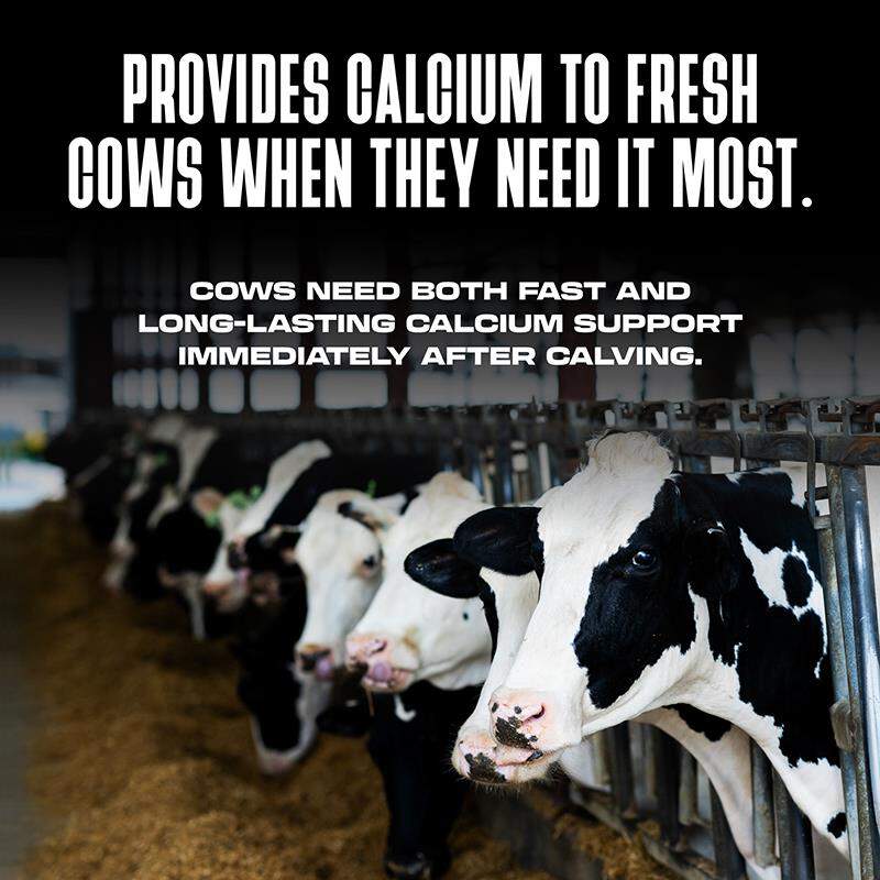 Bovikalc Oral Calcium Boluses for Fresh Dairy Cows