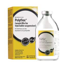 Polyflex (ampicillin for injectable suspension 25 g) for Cattle