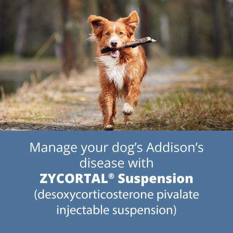 Zycortal Suspension for Dogs, 25 mg/ml, 4 ml Vial