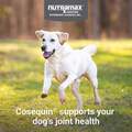 Nutramax Cosequin Maximum Strength Plus MSM and HA for Dogs, 75 Chew Tabs