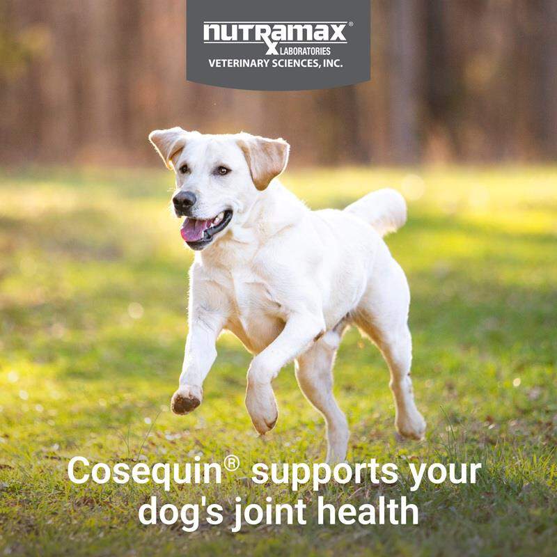 Nutramax Cosequin Maximum Strength Plus MSM and HA for Dogs, 75 Chew Tabs