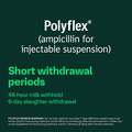 Polyflex (ampicillin for injectable suspension 25 g) for Cattle
