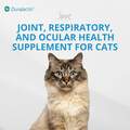 Veterinary Products Laboratories Duralactin Feline L-Lysine for Cats with Chronic Inflammatory and Musculoskeletal Conditions, 32.5 mL