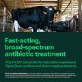 Polyflex (ampicillin for injectable suspension 25 g) for Cattle