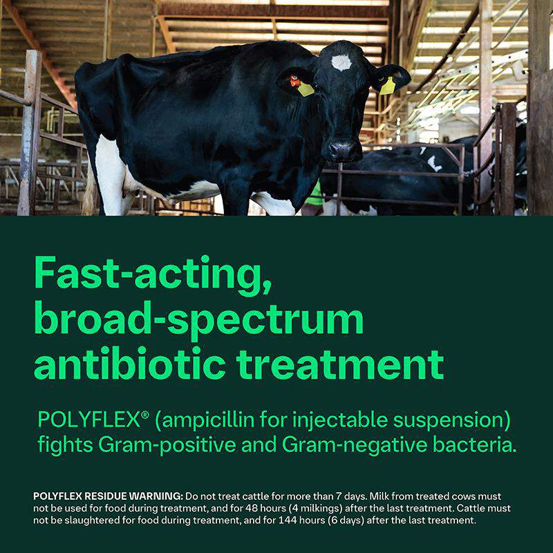 Polyflex (ampicillin for injectable suspension 25 g) for Cattle
