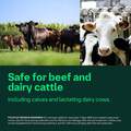 Polyflex (ampicillin for injectable suspension 25 g) for Cattle