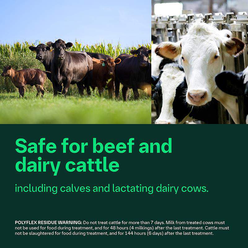 Polyflex (ampicillin for injectable suspension 25 g) for Cattle