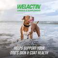 Welactin Omega-3 Skin & Coat Health plus Overall Wellness Supplement for Dogs, 60 Soft Chews