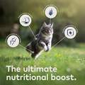 ZIWI Peak Mackerel and Lamb Recipe Canned Cat Food, 12 x 6.5 oz cans