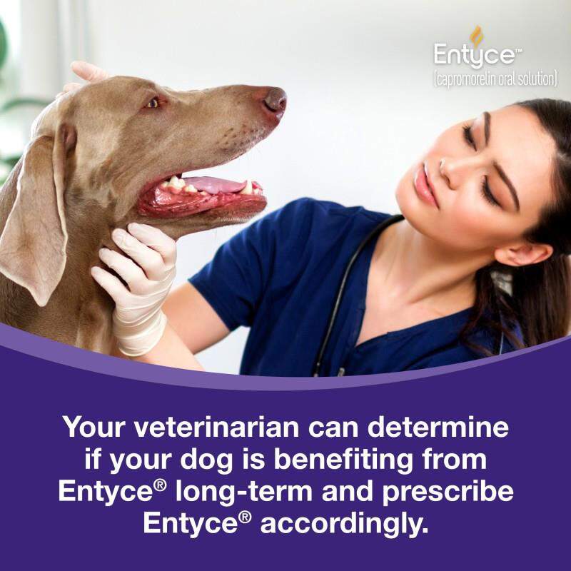 Entyce 30 mg/ml Capromorelin Oral Solution for Dogs