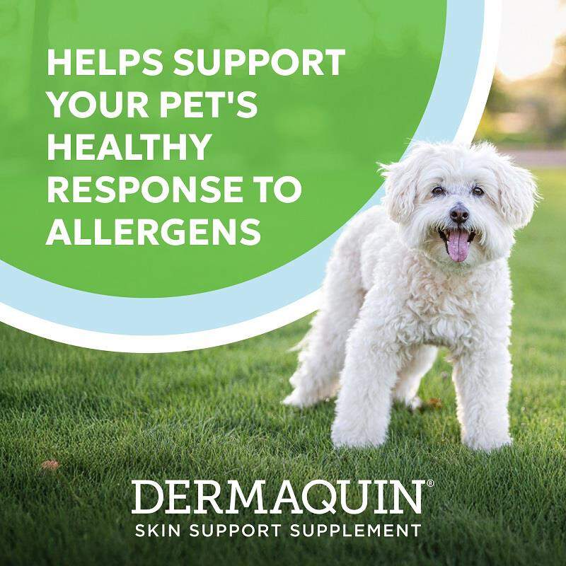 Dermaquin Skin Support Supplement for Small to Medium Dogs and Cats, 60 Soft Chews