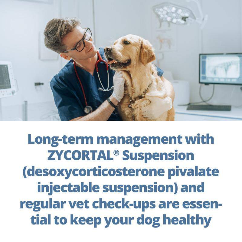 Zycortal Suspension for Dogs, 25 mg/ml, 4 ml Vial