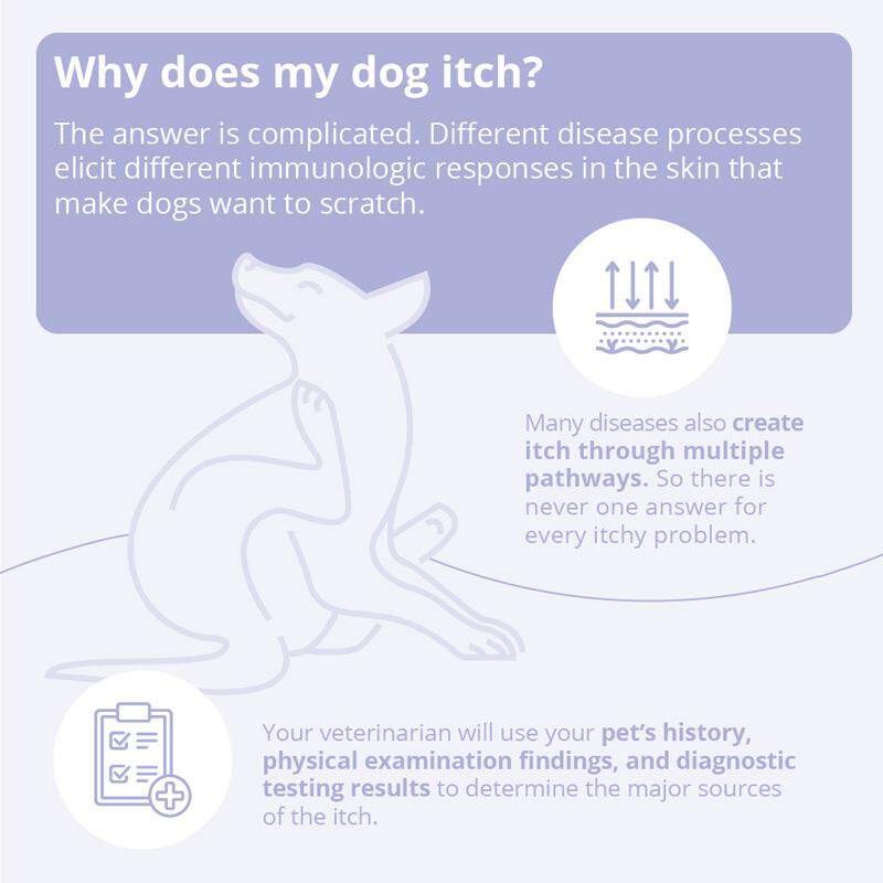 TrizCHLOR 4 Shampoo