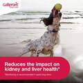 Galliprant Tablets for Dogs