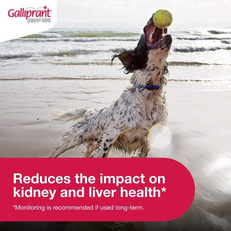 Galliprant Tablets for Dogs