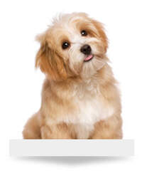 Dog Care
