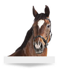 Horse Care