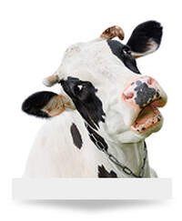 Livestock & Farm