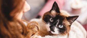 Cat care