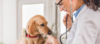 Pet pharmacy