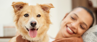 Dog care